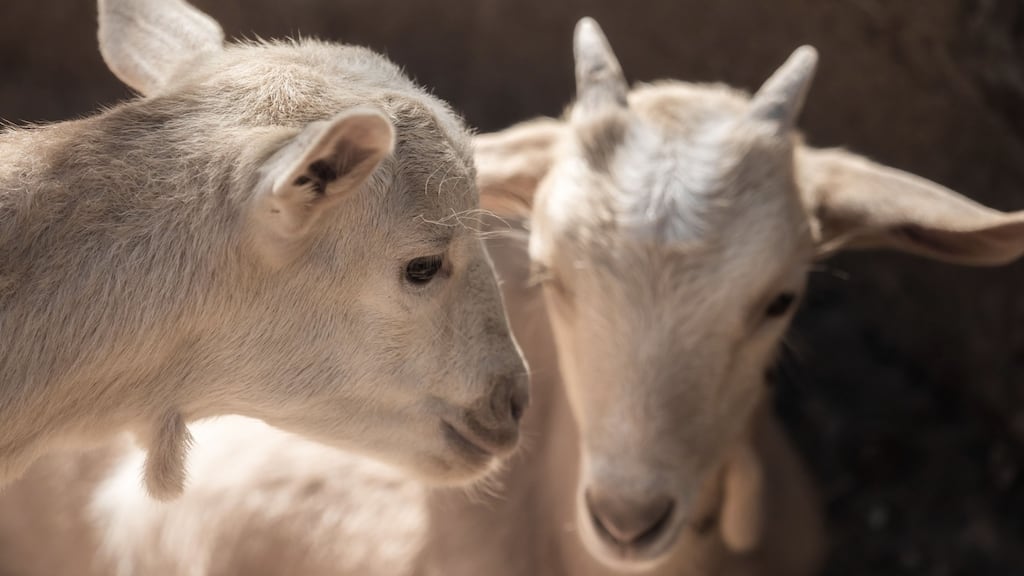 “I wish I had a mobile phone when I saw the goats at the Parnell statue.” Photograph: Getty Images/iStockphoto
