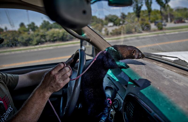 Joseph Carter with his mink Boon, on their way to a hunt in West Jordan, Utah. Photograph: Kim Raff/The New York Times