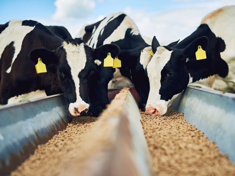 Irish farming is unprepared for impact of climate change, says advisory council