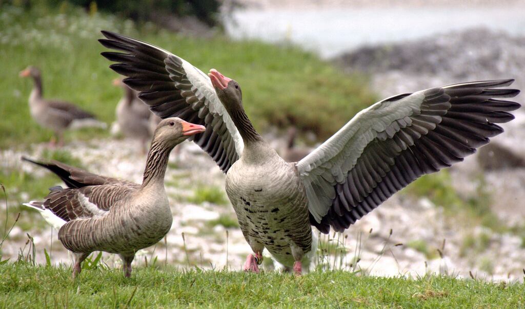 The proposed site is of special conservation interest for greylag geese. File image. Photograph: Claudia Wascher/PA
