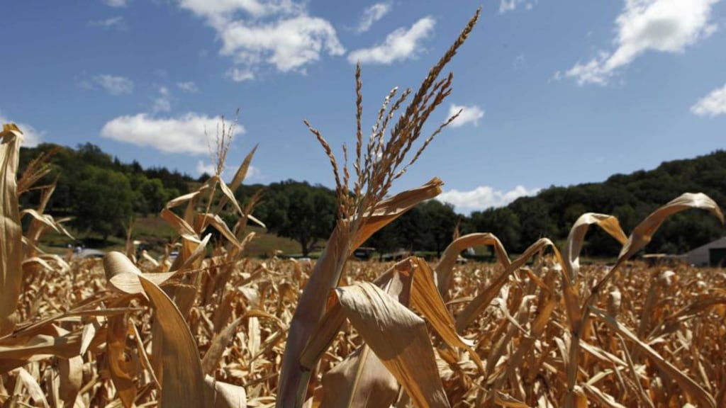 New EU rules  allowing member states to ban or restrict the cultivation of genetically modified crops in their territory have been formally adopted by the European Council. File photograph: Larry Downing/Reuters