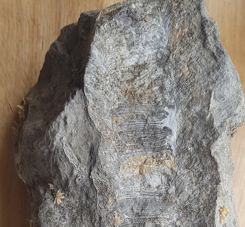 Fossilised coral
