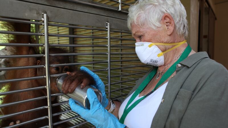 Judi Dench’s Wild Borneo Adventure
