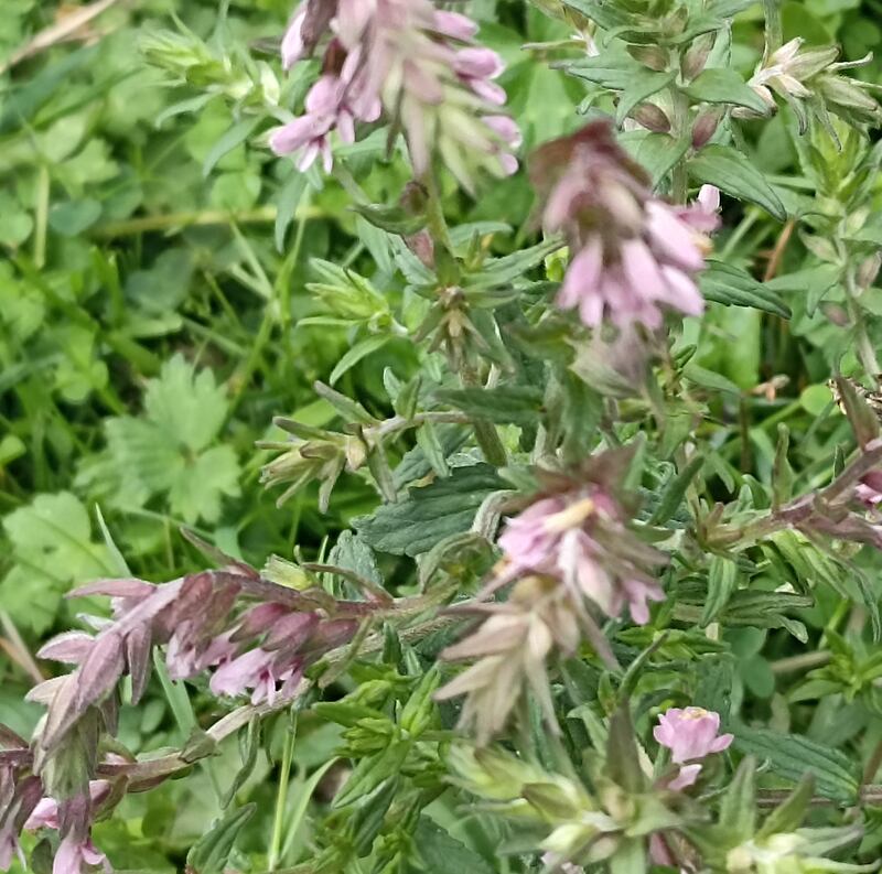 Red bartsia plants. Photograph supplied by Martin Glynn