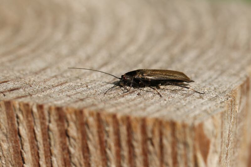 'Alive cockroaches were observed in the restaurant.' Photograph: Getty Images