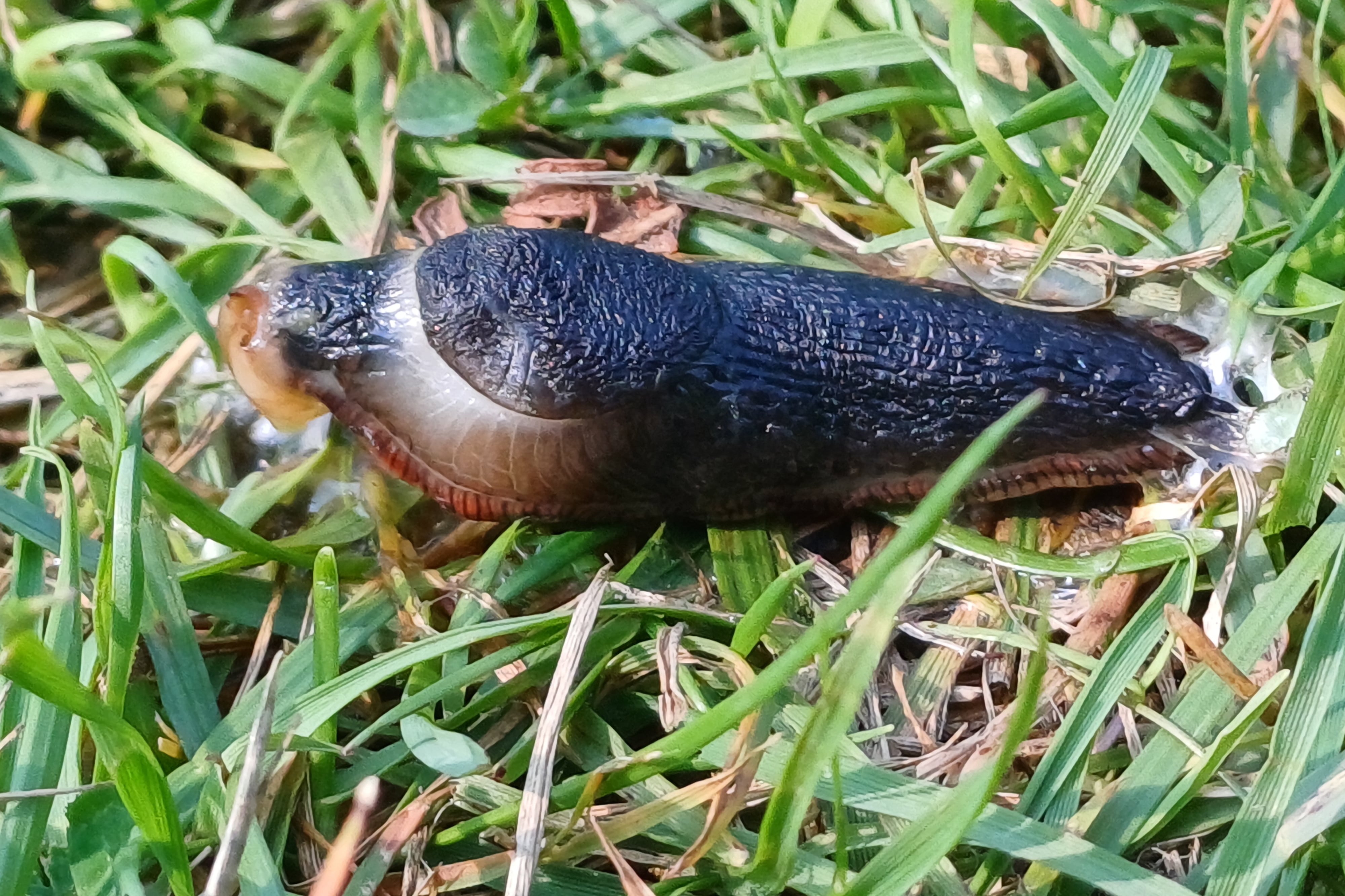 Slug in noodles and live fly in salad among latest food safety complaints