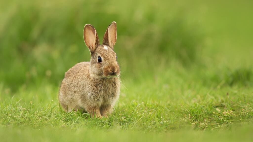 Rabbit haemorrhagic disease causes death within a few days of infection, with sick animals having swollen eyelids, partial paralysis and bleeding from the eyes and mouth. Photograph: iStock