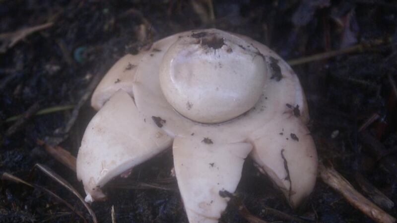 Eyes on nature: the  earthstar mushroom that Gerry Burns found in his garden in Co Armagh