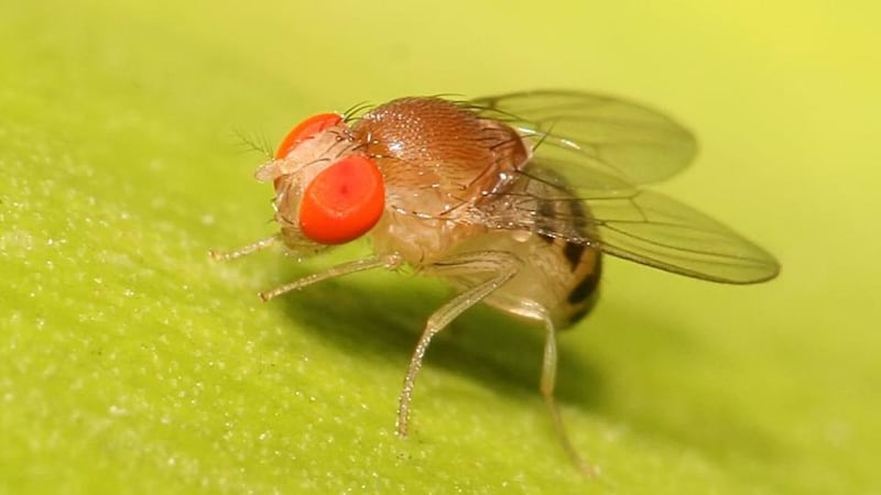 Eye on Nature: Your notes and queries