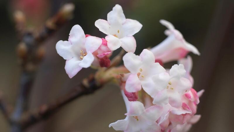 Viburnum x bodnantense ‘Charles Lamont’. Photograph: Richard Johnston