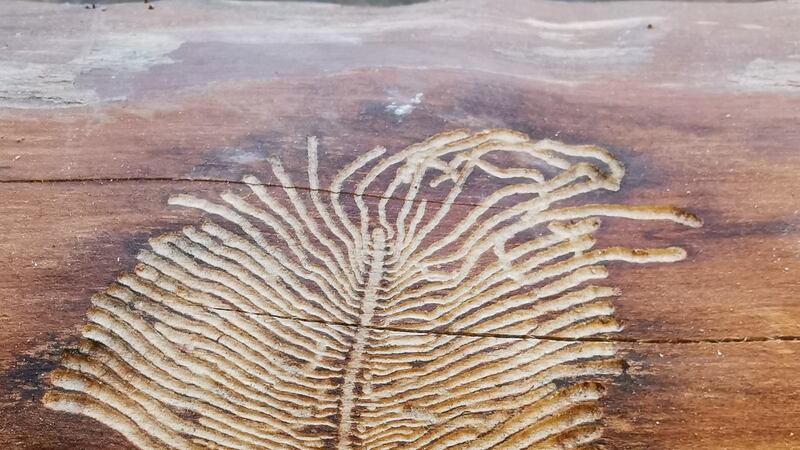 The elaborate burrowings of bark beetle pupae.