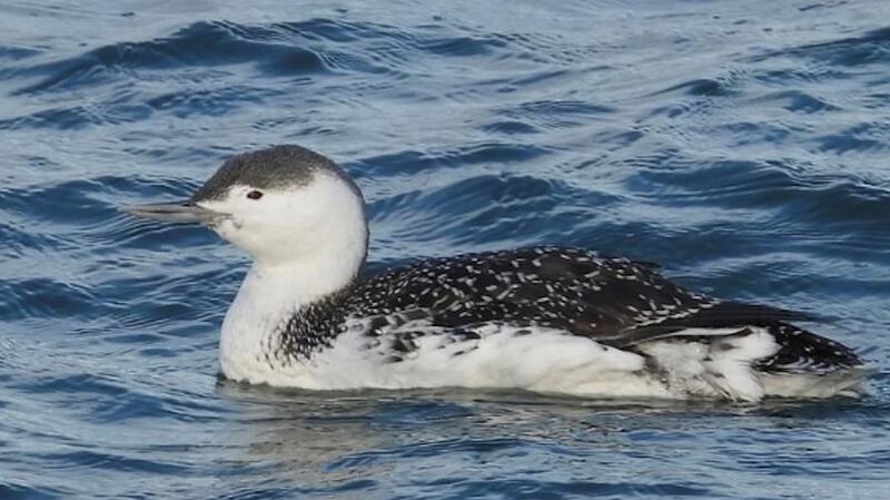 A red-throated diver in Howth Harbour