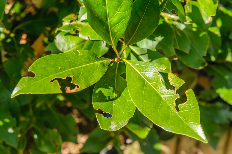 Leaf damage caused by vine weevils. Photograph: iStock