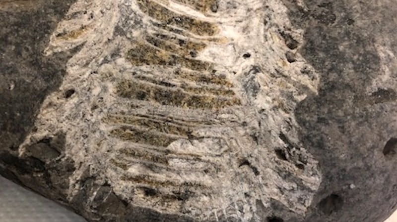 A solitary coral from the Lower Carboniferous Limestone of Co Sligo. They are often colloquially referred to as “cabbage stalk”