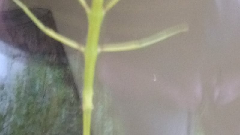 Stick insect