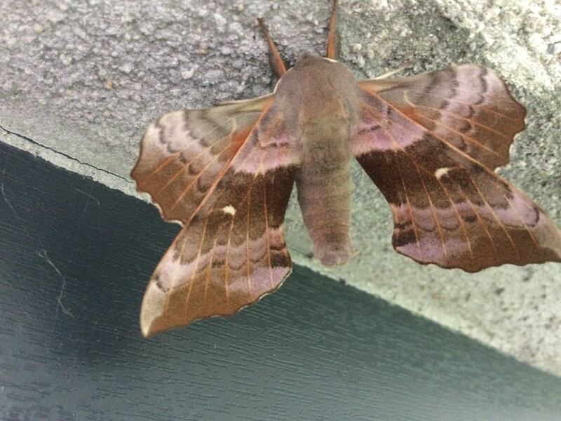 Poplar hawkmoths in Cork. Photograph: Joan Mulvany