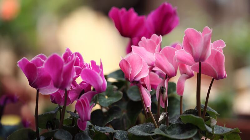 Cyclamen may be planted now for spring colour. Photograph: iStock