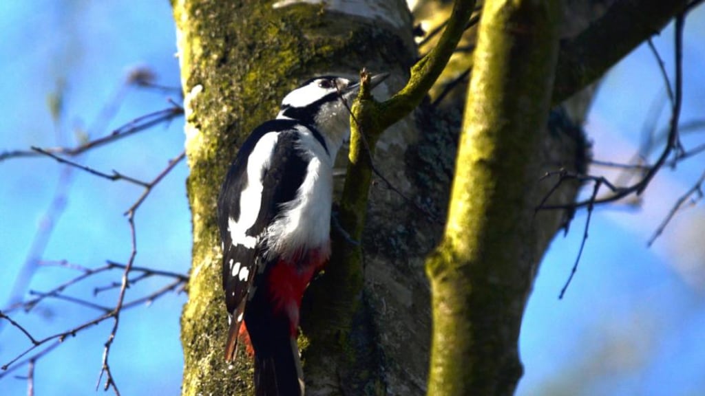 Seen around Achill Sound: a greater spotted woodpecker