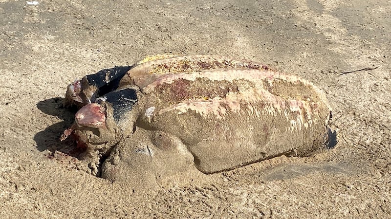 Leatherback turtle