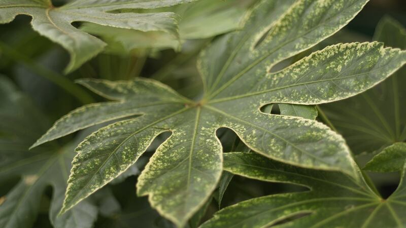 Fatsia 'Spider's Web', a very ornamental  evergreen foliage shrub that will grow happily in a large pot or container Photo Credit Richard Johnston