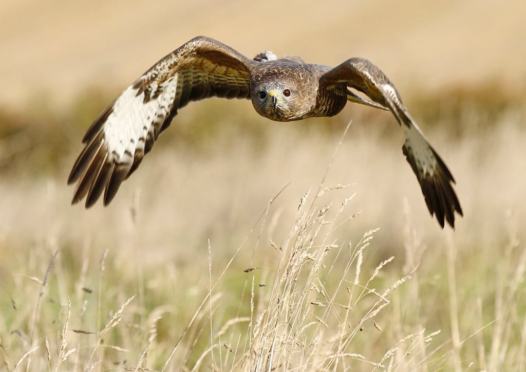 Buzzards are found mainly where the landscape contains a mixture of small woods and hedges in the farmland where they feed. Photograph: Jon Hawkins/The Wildlife Trusts