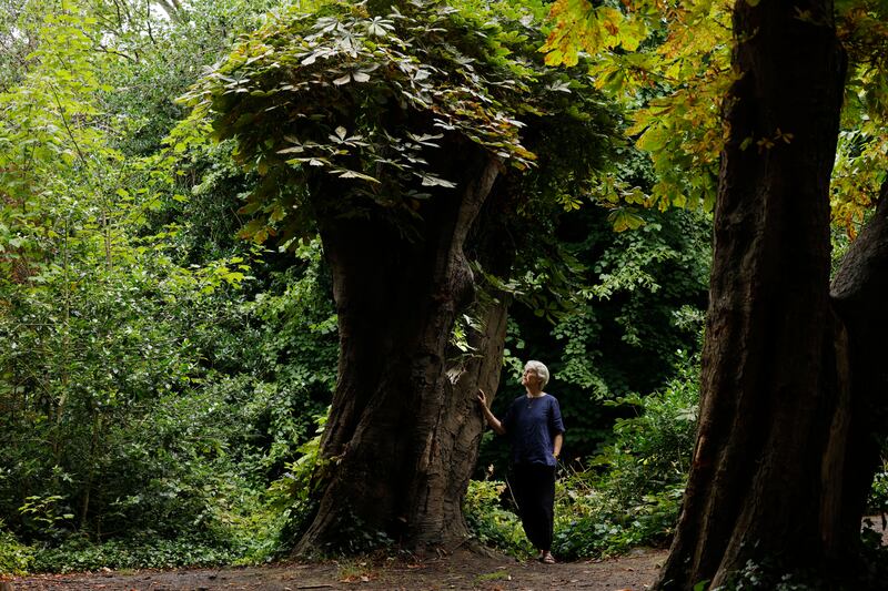  Catherine Cleary with her favourite tree, a 'big old horse chestnut tree' in a glade at the back of the Iveagh Gardens. Photograph: Alan Betson