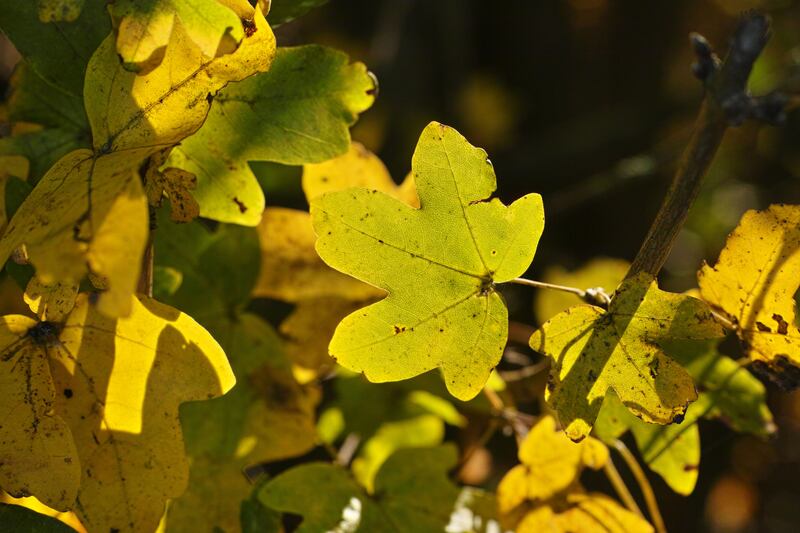 Acer campestre, field maple, is well suited to coastal gardens. Photograph: Getty Images