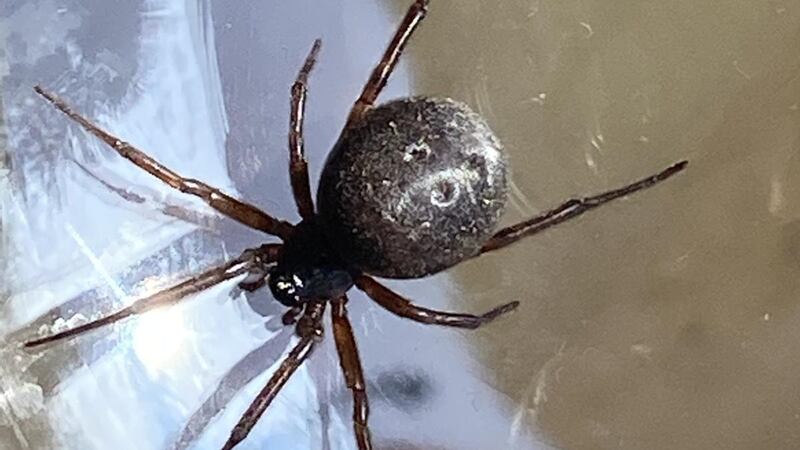 False widow spider