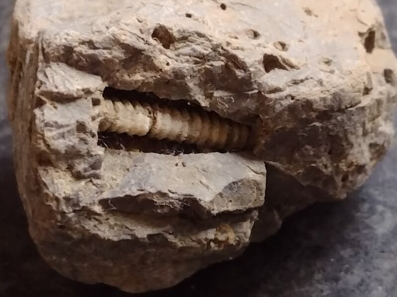 Crinoid stem fossil.