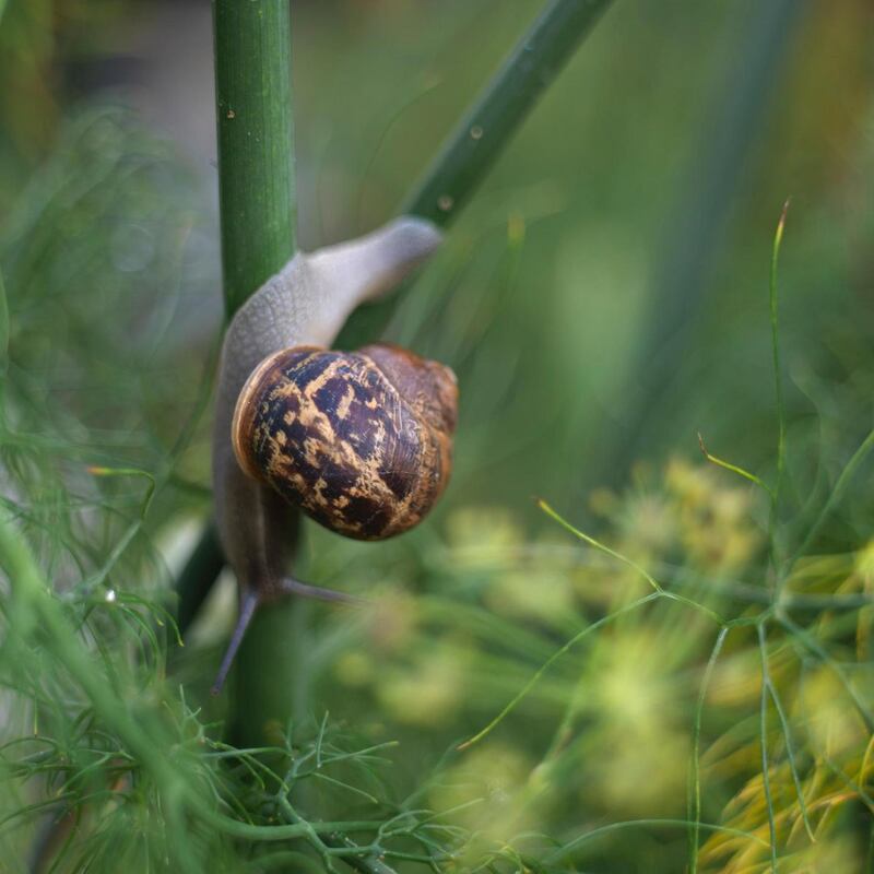 Garden snail feeding on plants. Photograph:  Richard Johnston
