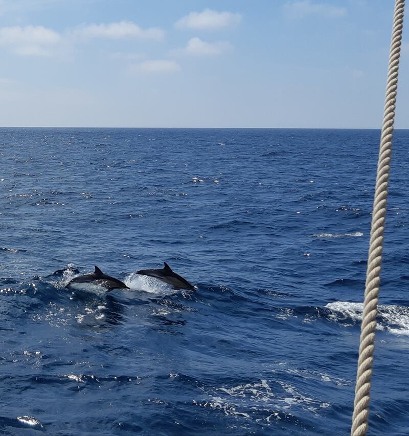 Dolphins keep close company as the Lord Nelson cuts through the water.