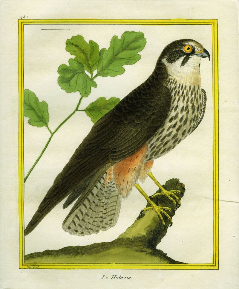 Hobby