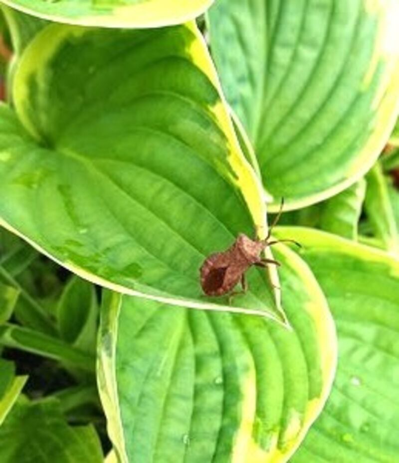 Dock shield bug. Photograph via Ellen Johnston