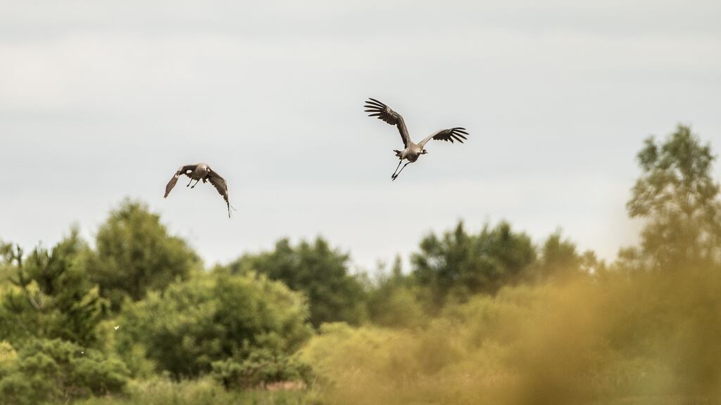 There is certainly something comforting in the notion that nature can heal the wounds our culture has inflicted on our planetary life-support system. Photograph: James Crombie/Inpho