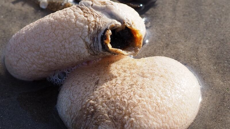 Sea squirts in Mayo