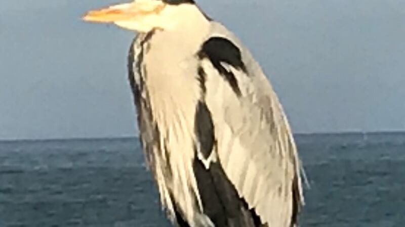 Grey heron