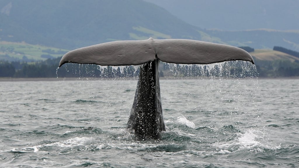 “Wounded whales could be dangerous, threshing about, charging. Their huge tails could come slapping down on boats and rowers.” Photograph: iStock