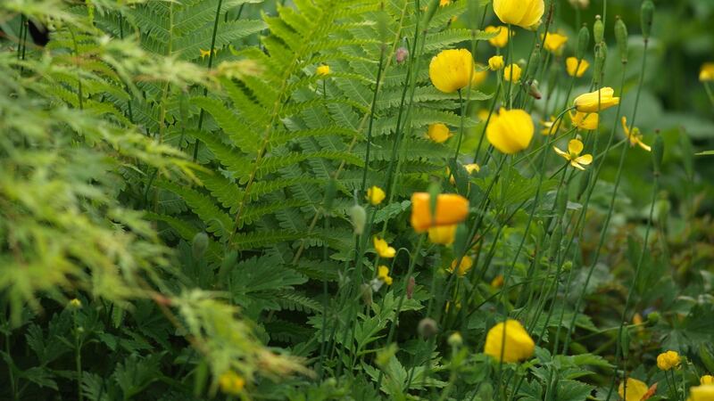 Meconopsis cambrica or Welsh poppy blooms through the summer months. Photograph:  Richard Johnston