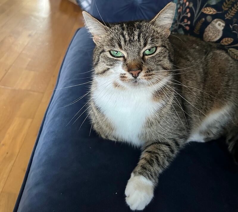 Ed Power's cat Agatha