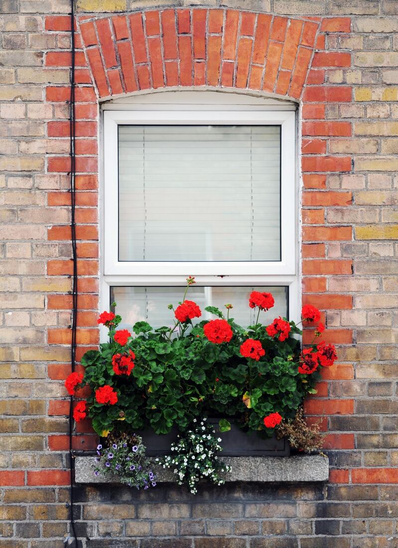 A window box in Harold’s Cross. Photograph: Aidan Crawley
