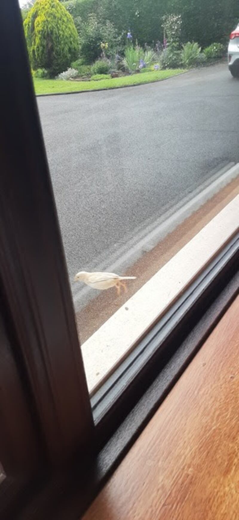 A leucistic House Sparrow, much paler in colour than other house sparrows. Photograph: Mona Brophy, Tullamore, Co Offaly