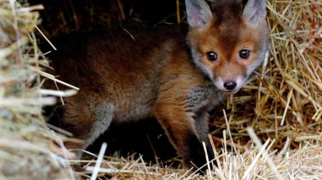 A fox cub. Photograph: Chris Radburn/PA