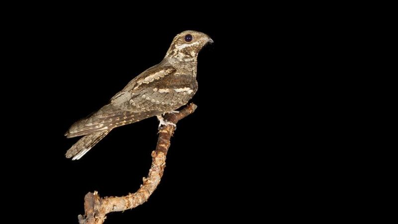 Eyes on nature: a nightjar like the one that visited  Sandy Stokes. Photograph: Saverio Gatto/Getty