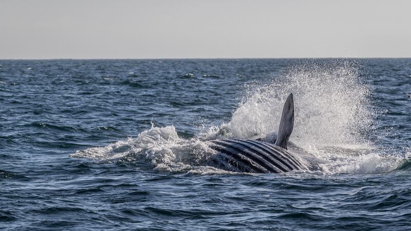 You can combine whale-watching with a splash of luxury at Inchydoney Island Lodge and Spa in West Cork