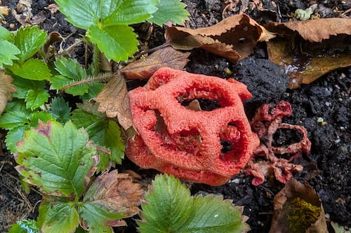 This red fungus has been rarely recorded in Ireland