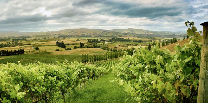 Greystone organic winery in the Omihi Hills of the Waipara Valley, New Zealand.