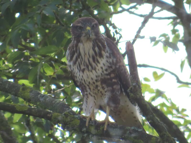 Buzzard