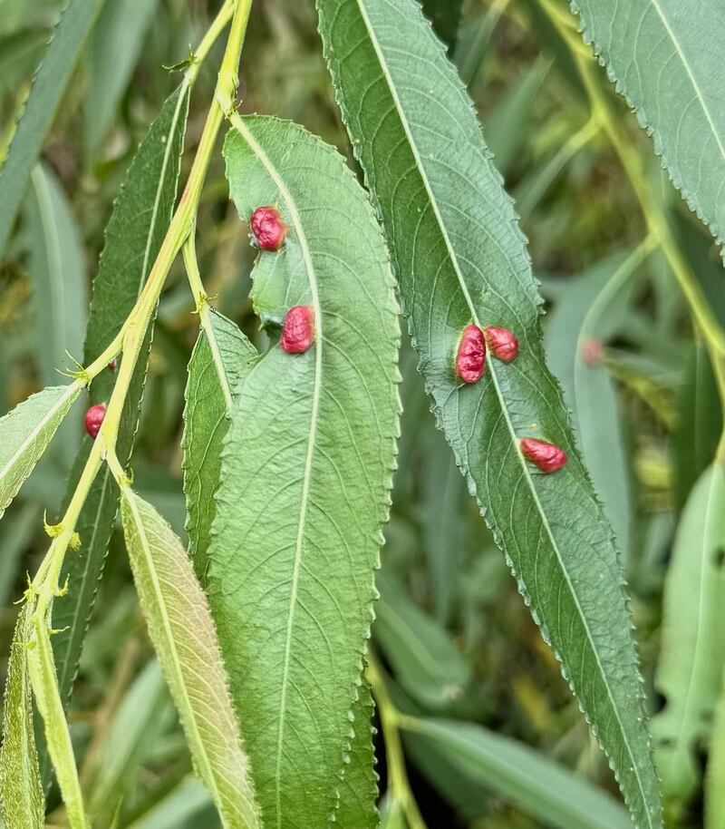 Galls of the willow redgall sawfly. Photograph: Coulcher family
