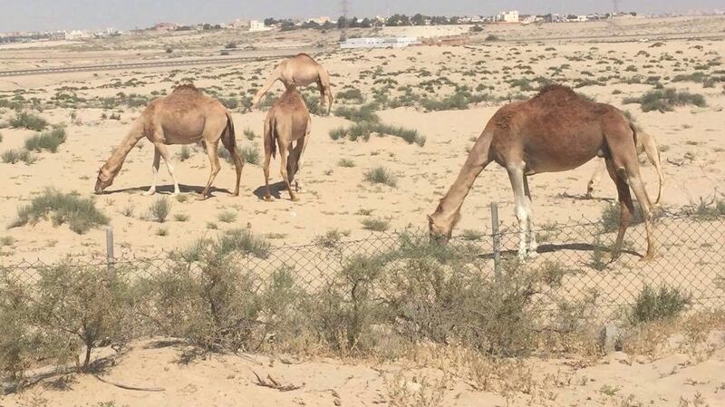 ‘There are many things to miss about this intriguing desert place.’