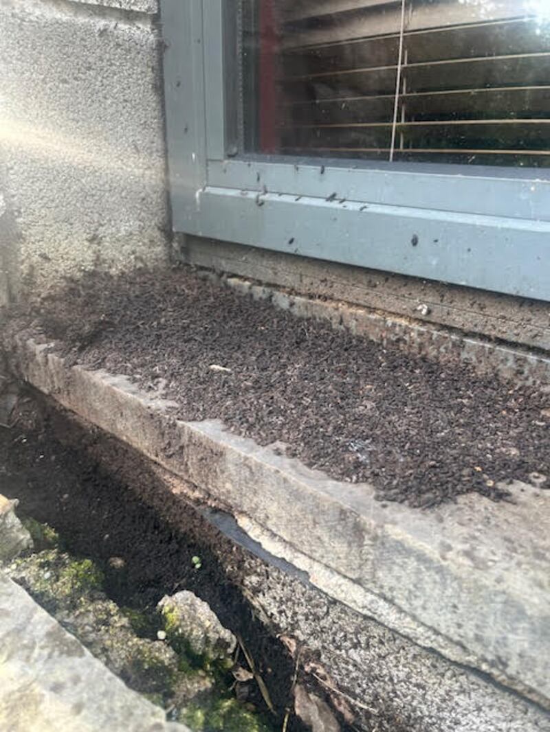 Bat droppings on the windowsill of a house in Kilcornan, Co Limerick. Photograph: Michael Murray